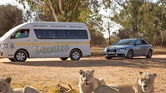 Un león mata a una turista al colarse por la ventanilla de su coche en un parque natural de Sudáfrica