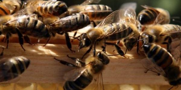 Un hombre sobrevive tras sufrir 1.000 picaduras de abejas