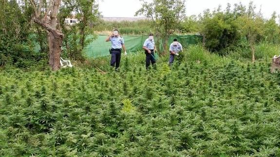 Detienen en Lleida a un hombre que cultivaba más de 1.300 plantas de marihuana