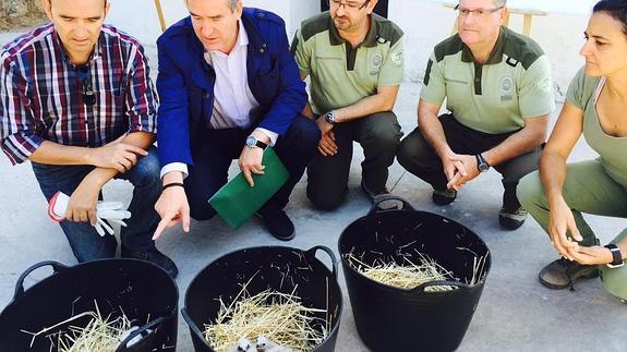 El programa de conservación del aguilucho cenizo permite localizar este año más de 100 nidos