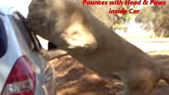 Una leona ataca a un hombre en el mismo parque donde murió una trabajadora de 'Juego de Tronos'