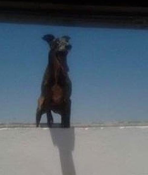 Indignación en Sevilla: un galgo se lanzó al vacío al estar encerrado en una azotea a 45 grados