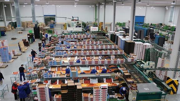 Vicasol apuesta por el producto ecológico para la próxima campaña