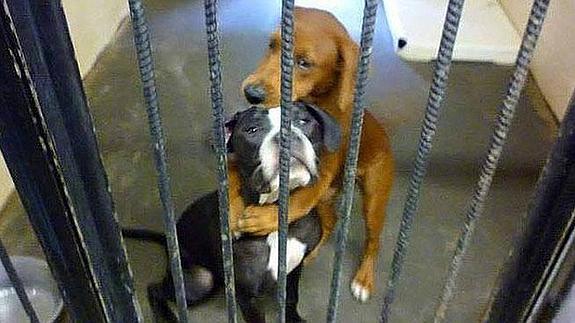 La tierna foto de dos perras abrazadas en Facebook les salvó de ser sacrificadas