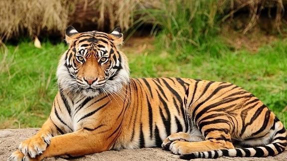 En diez años se ha pasado de 440 a 106 tigres de Bengala en la principal reserva de Bangladesh