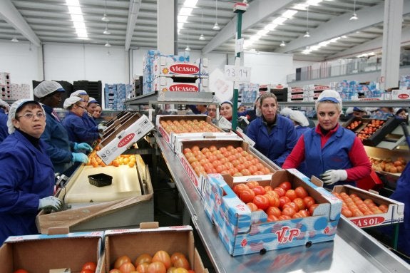 Vicasol crece un 15% y consolida de cara a la próxima campaña a los 150 nuevos socios