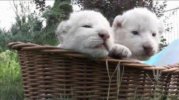 Nacen cuatro bellos leones blancos en Crimea
