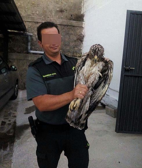 Rescatan un águila perdicera desnutrida y desorientada del interior de una balsa