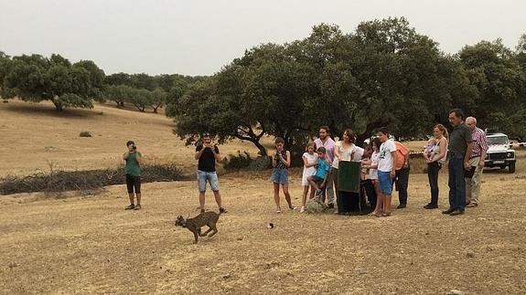 Liberan en Jaén al primer lince ibérico desde que la especie haya sido reclasificada