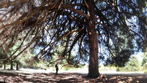 La ruta de las ardillas