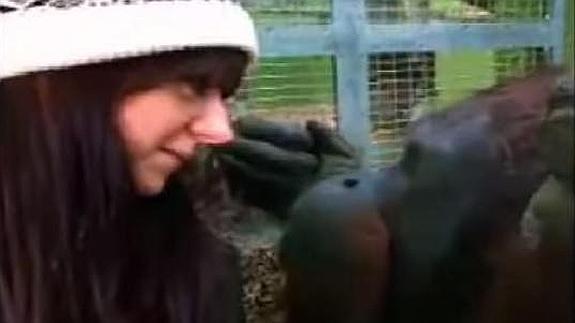 Un orangután se enamora de una joven de 22 años