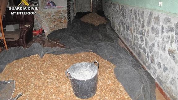 Ocho detenidos por el robo de casi tres toneladas de almendras