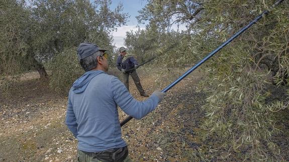 Una de cada tres personas sin trabajo demandan en Jaén 'ocupaciones elementales'