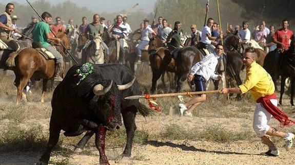 Un veterinario explica la "cruenta muerte" del Toro de la Vega: "Tarda 4 minutos"