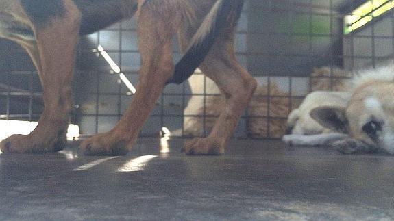 PACMA denuncia que vuelven a dejar perros encerrados al sol