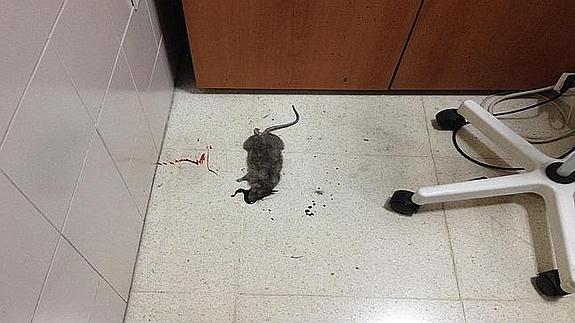 Ratas en el centro de salud de Lucena (Córdoba)