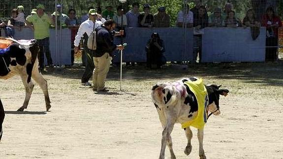 ¿A quién premiará la 'caca de la vaca'?