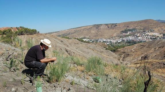 Reforestar con paciencia