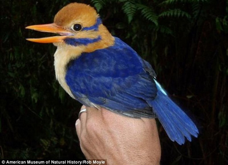 Un investigador encuentra un pájaro que se creía extinguido y lo mata