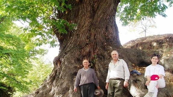 El castaño juega un papel importante en la Alpujarra desde el tiempo de los romanos
