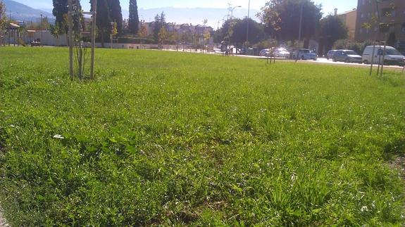 El oasis de las malas 'hierbicas'