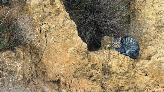 La última 'pantera' de Sierra Nevada