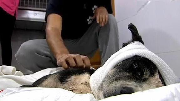 Buscan al individuo que metió a un perro en un contenedor con una bolsa atada a la cabeza