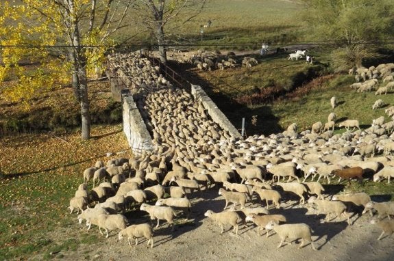 La trashumancia recorre la vereda en busca del pasto de Vilches