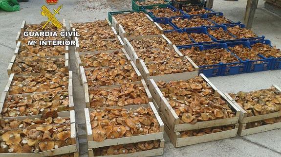 La Guardia Civil decomisa más de media tonelada de níscalos recolectados irregularmente