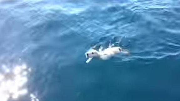 El emocionante rescate de un perro en medio del mar