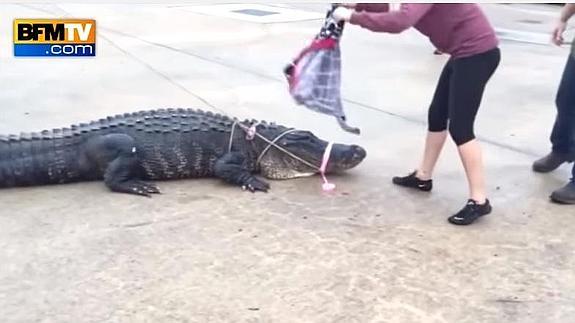 ¿Se imaginan que están comprando y de repente entra un cocodrilo en la tienda?