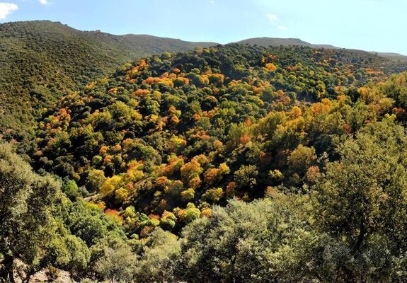 El color del 'bosque encantado'