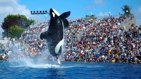 SeaWorld cancela sus espectáculos con orcas tras las denuncias por maltrato animal