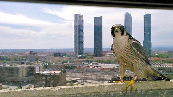Los halcones nos vigilan