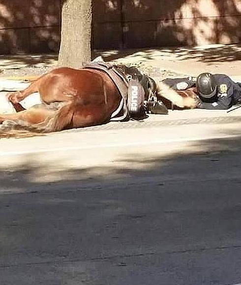 La tremenda imagen del policía consolando a su caballo moribundo