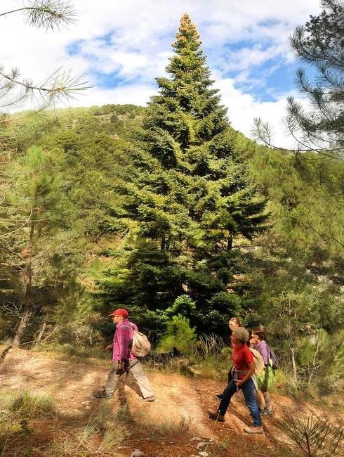 La ruta de los árboles de Navidad