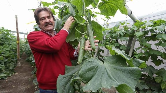 Los agricultores plantean destruir un millón de kilos de pepino al día para subir su precio