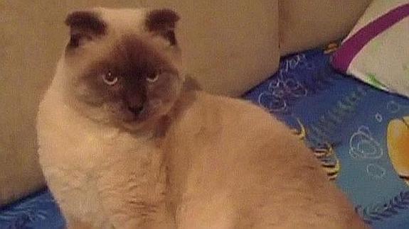 Un pueblo harto de la corrupción quiere que un gato sea su alcalde