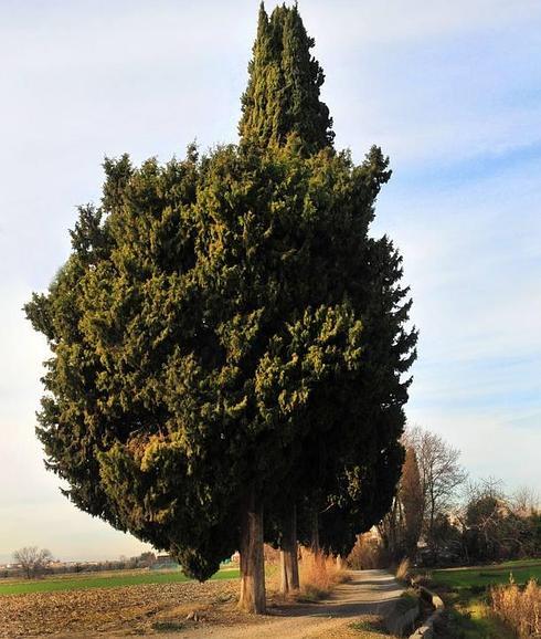 Cipreses para la enamorada