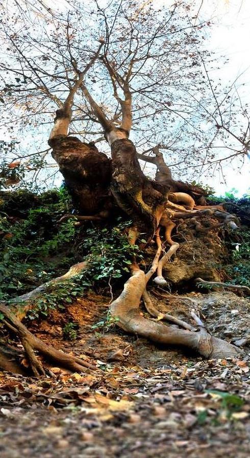 Testigos del clima y la historia