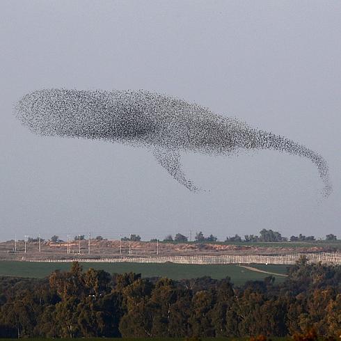 Plaga de estorninos: veréis ballenas volar