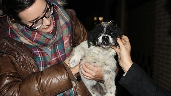 'Hachiko', la perrita que esperó más de dos meses a su dueño en la puerta del hospital