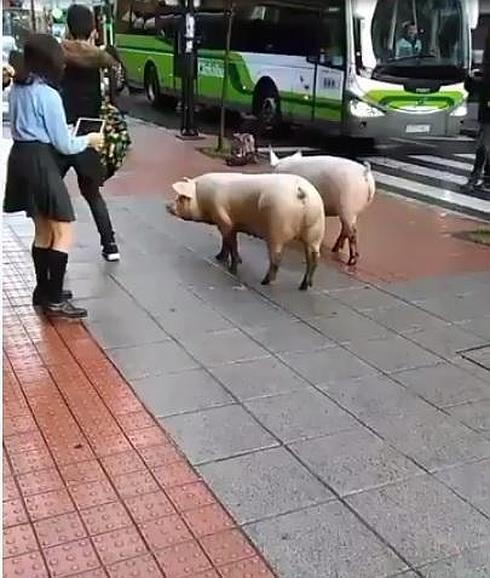 Cinco cerdos de excursión por el centro