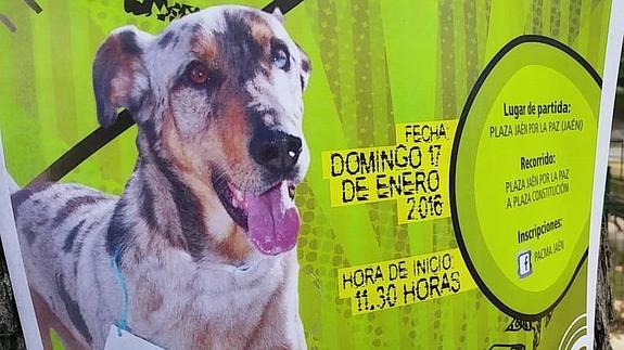 Pacma organiza un paseo muy 'perruno' por Jaén