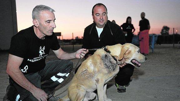 Apuñaló al perro de sus exsocios para vengarse