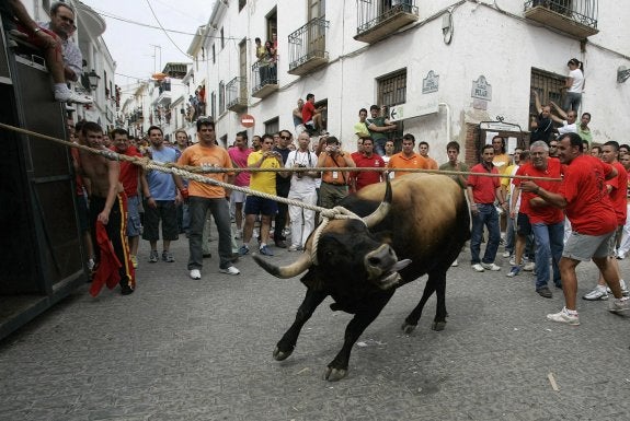 Abierto el plazo para el Congreso del Toro de Cuerda en Arroyo