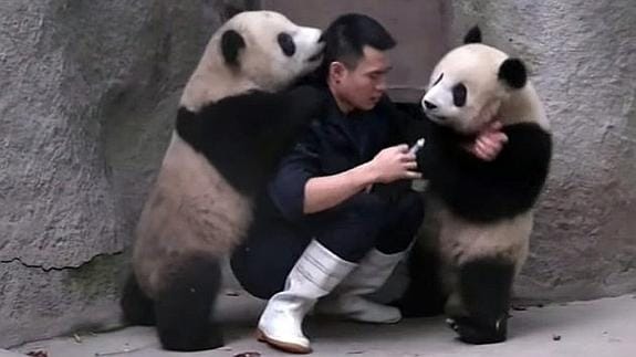 Abrazar osos panda y vivir de ello: ¿El mejor trabajo del mundo?