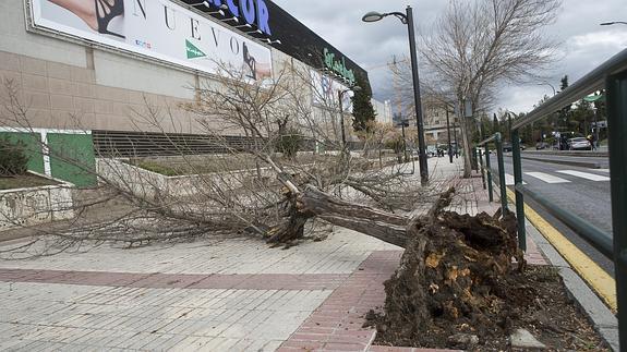 El invierno hace estragos en Granada