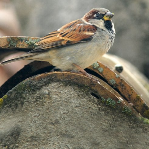 Aves de Granada