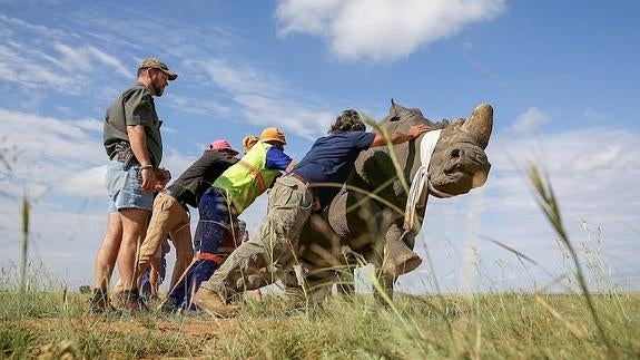 Mutilar rinocerontes para protegerlos